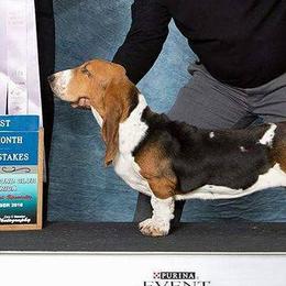 Beagles from Blueskies Hounds