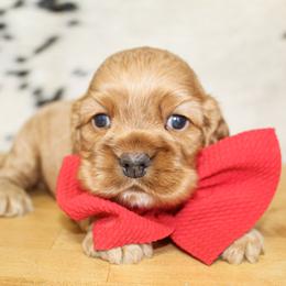 Dane - Red male Cocker Spaniel puppy in Rattan, Oklahoma from Double M Cocker Spaniels