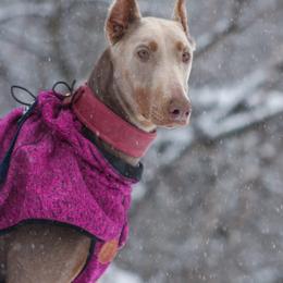 Nala - Doberman Pinscher