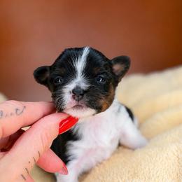 Wednesday - Parti female Yorkshire Terrier puppy in Jacksonville, Florida from Yorktown Yorkies