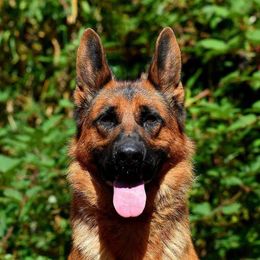 Chaka - German Shepherd