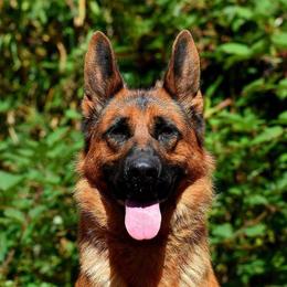 Chaka - German Shepherd