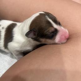 Boy 3 - Black white and tan male Old Time Scotch Collie puppy in Mars Hill, North Carolina from Brambly Mountain Farm