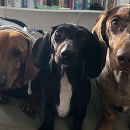 Dachshunds from CasadeWeens