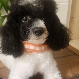 Pickie - Poodle