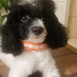 Pickie - Poodle