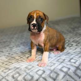 Boy 3 - Brindle male Boxer puppy in Prestonsburg, Kentucky from Diamond Standard Boxers