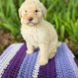 Pancake's - Cream female Goldendoodle puppy in Atlantic Beach, Florida from Glamorous Golden Doodles