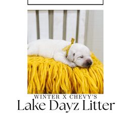 2nd pick Female - Yellow female Labrador Retriever puppy in Mt. Vernon, Texas from Bohlken Labradors