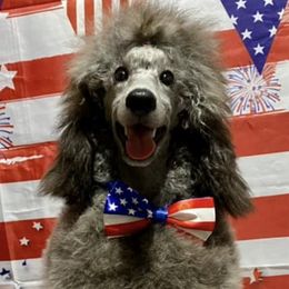 Poodles from ShowME Miniature Poodles
