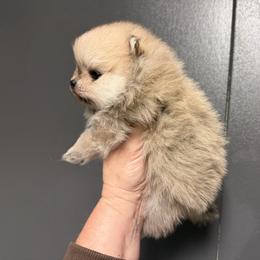 Drew - Cream sable male Pomeranian puppy in Newport Beach, California from Exotic City Pomeranians and chihuahuas