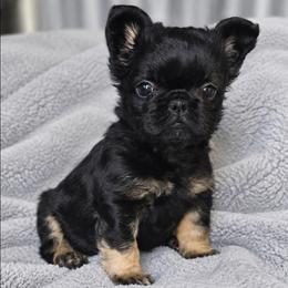 Blade - Black and tan male French Bulldog puppy in Maplewood, New Jersey from Poos&Bulls Keepsake