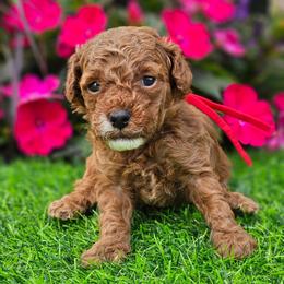 Waylon - Apricot male Poodle puppy in Salem, Missouri from Meadowbrook Poodles