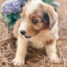 Rocky - Red merle male Aussiedoodle puppy in Eastman, Georgia from Dood B Ranch