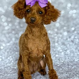 Maggie - Poodle