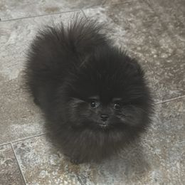 Pomeranian puppies from BP PUPS