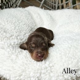 Alley - Chocolate and tan female Dachshund puppy in Wamego, Kansas from Doodles of Oz