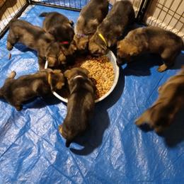 German Shepherd Puppies from Rammstein Kennels
