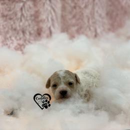 Poodle Puppies from Cuddles n Curls