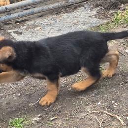 Modi (Service Dog Training) - Black and red male German Shepherd puppy in Jamesville, New York from Mark Carfagno's Pups