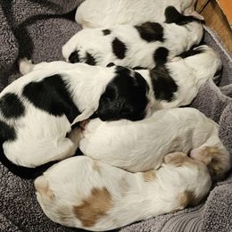 Cocker Spaniel Puppies from Carvajal Cockers