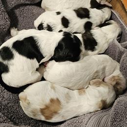 Cocker Spaniel Puppies from Carvajal Cockers