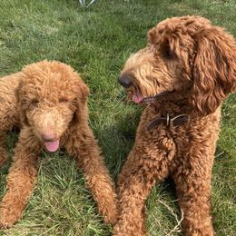 Goldendoodles from Little Creek Doodles