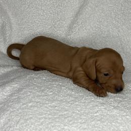 Franky - Red male Dachshund puppy in Mocksville, North Carolina from The Dachs of Hazzard Dachshunds