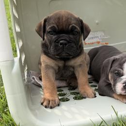 Bulldogs from Laurie Brady