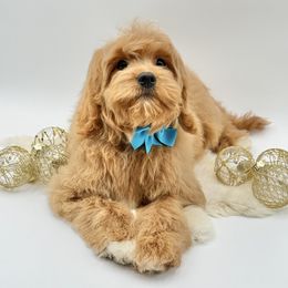 Harley (Blue Bow) OFA - Red male Cavapoo puppy in Falmouth, Michigan from Dyer Lake Newfoundland’s