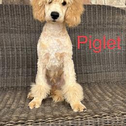 Poodle Puppies from Flint River Poodles