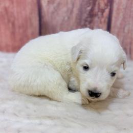 Pearl - White female Great Pyrenees puppy in San Marcos, California from Faith Family Freedom Farm