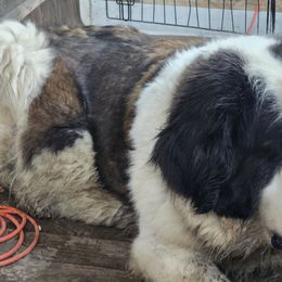 Lagatha - Saint Bernard