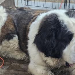 Lagatha - Saint Bernard