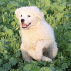 Hansel - Maremma Sheepdog puppy in Kings County, California from Prancing Pony Farm Maremma Sheepdogs