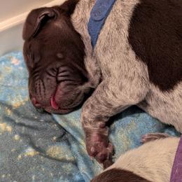 German Shorthaired Pointer Puppies from Hanaway GSPs