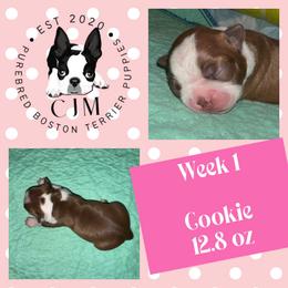 Cookie - Red female Boston Terrier puppy in Jupiter, Florida from CJM Boston and Boxer Puppies
