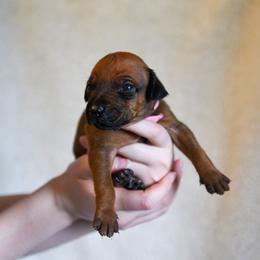 Miss Pink - Rd whtn blk nose female Rhodesian Ridgeback puppy in Hillman, Minnesota from Rhoxwood Kennel