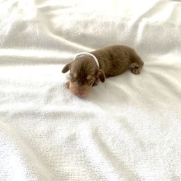 White - Dapple male Dachshund puppy in Silver Springs, Florida from DeMarsh's Dachshunds