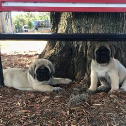 Mastiff Puppies from Majestic Mastiffs of Florida