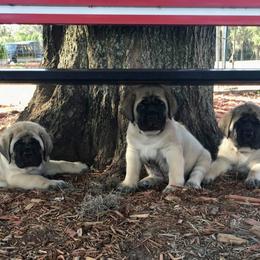 Mastiff Puppies from Majestic Mastiffs of Florida
