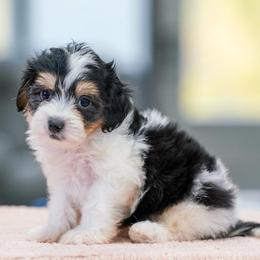 Biscuit - Tri-color male Bernedoodle puppy in Dundee, Ohio from Down Home Doodle