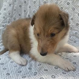 Rebecca - Sable merle and white female Collie puppy in Yulee, Florida from Three Collie Farm