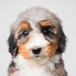 Aspen - Merle female Bernedoodle puppy in Glendale, Arizona from Arizona Bernedoodles