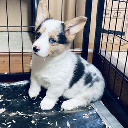 American Corgi and Pembroke Welsh Corgi Puppies from Elk Ridge Corgis