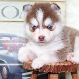 Pomsky Puppies from Palm Tree Pomskies