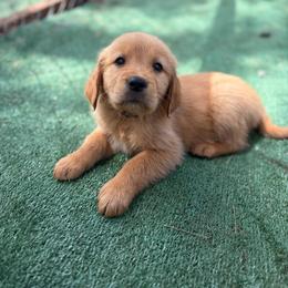 Green Color Boy - Dark golden male Golden Retriever puppy in Loma Rica, California from BloomingPuppies