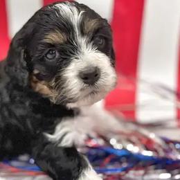 Aussiedoodles, Cavalier King Charles Spaniels, and Cavapoos from Shelby Paws