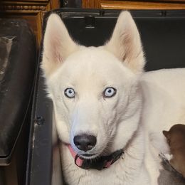 Elsa - Siberian Husky