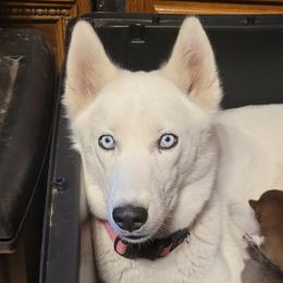 Elsa - Siberian Husky